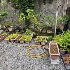 鉢植え達。