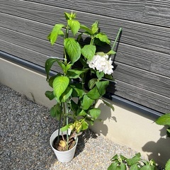 紫陽花まとめて