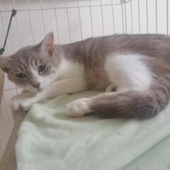 猫ちゃん