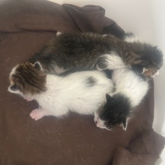 6月9日生まれの可愛い子猫ちゃん
