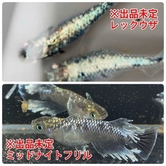★選べる卵セット★1000円均一（郵送販売も可）の画像