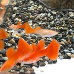 【格安】国産RREAフルレッド若魚オス4匹＋メス6匹　②