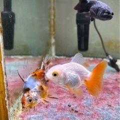 金魚 3匹セットの画像