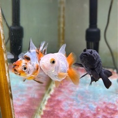 金魚 3匹セット