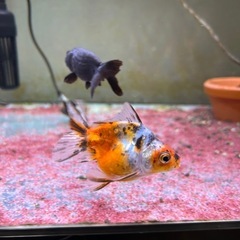 金魚 3匹セットの画像