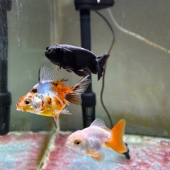金魚 3匹セットの画像
