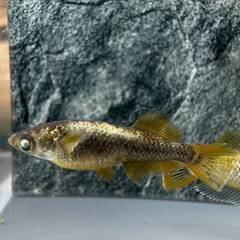 橙　強ラメ(ワイドフィン因子）めだか　稚魚　10匹プラスαの画像