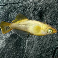 橙　強ラメ(ワイドフィン因子）めだか　稚魚　10匹プラスαの画像