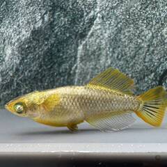 橙　強ラメ(ワイドフィン因子）めだか　稚魚　10匹プラスαの画像