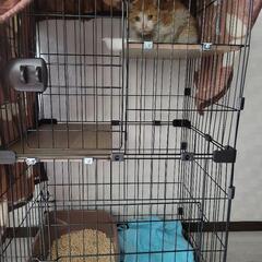 お礼あり。猫のゲージから、ネット・キャリーへの移動
