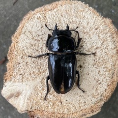 特大‼️︎︎ ♀54mm R7⑦国産オオクワガタ︎︎ （羽パカ）の画像