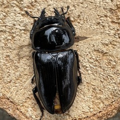 特大‼️︎︎ ♀54mm R7⑦国産オオクワガタ︎︎ （羽パカ）の画像