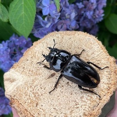 特大‼️︎︎ ♀54mm R7⑦国産オオクワガタ︎︎ （羽パカ）