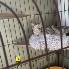 アメショ柄