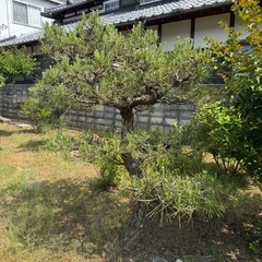 松の木の画像
