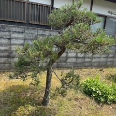 松の木の画像