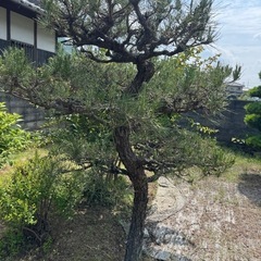 松の木の画像