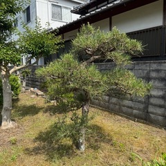 松の木