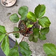 海老名産　無農薬　イチゴ