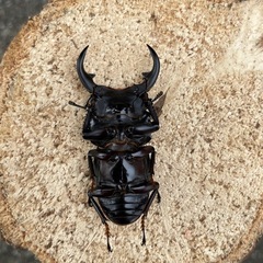 R⑧国産オオクワガタ♂単51mm（羽凹みあり）の画像