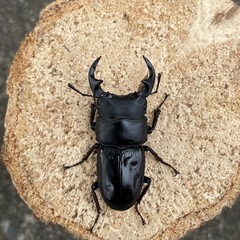 R⑧国産オオクワガタ♂単51mm（羽凹みあり）の画像