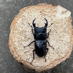 R⑧国産オオクワガタ♂単51mm（羽凹みあり）の画像