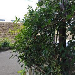 モッコウバラ挿し木用