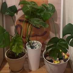 モンステラ　約60センチ