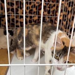 子猫をもらってください。
