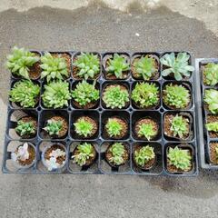 サボテン多肉植物各種【100円〜300円】