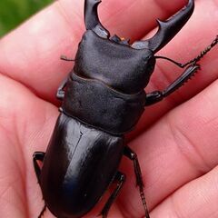 【観賞用に 55mm】和歌山県産本土ヒラタクワガタ ♂単品販売