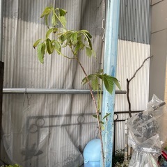 植物各種ありますの画像