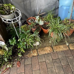 植物各種あります