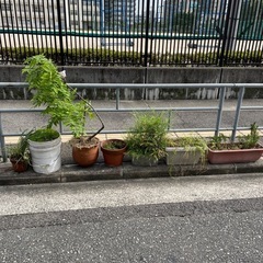 植物各種ありますの画像
