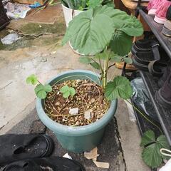 いちごの苗