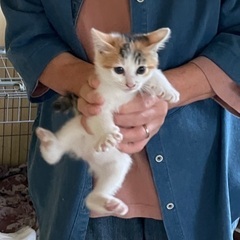  2ヶ月♀ - 猫