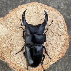 R7⑨国産オオクワガタ69mmペアの画像