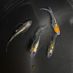 藤煌（煌ヒレ長）めだか　成魚4匹