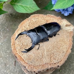 特大‼️♂75mm美形R7⑥国産オオクワガタペアの画像