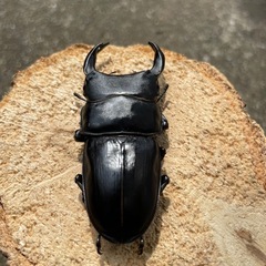 特大‼️♂75mm美形R7⑥国産オオクワガタペアの画像