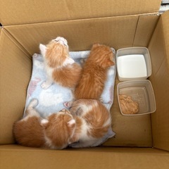子猫  4匹 性別不明【2匹決定、残り2】