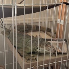 【里親募集】大人のグリーンイグアナ（尻尾切れあり）を大切に飼って...