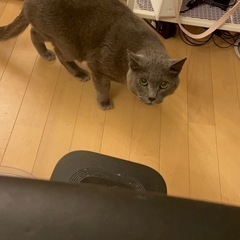 「キャンセルの為再募集😭」グレーのイケメンにゃんこ🐱 - 猫