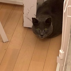 「キャンセルの為再募集😭」グレーのイケメンにゃんこ🐱 - 名古屋市
