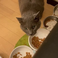 「キャンセルの為再募集😭」グレーのイケメンにゃんこ🐱 − 愛知県