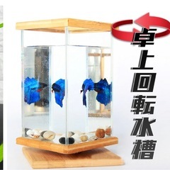 可愛い水槽