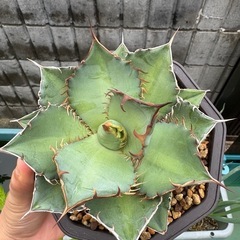 アガベ　チタノタ　オテロイ　実生株の画像