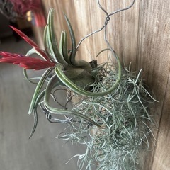 エアプランツ③の画像