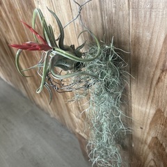 エアプランツ③