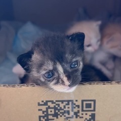 生後3週間程度 子猫【サビ柄】